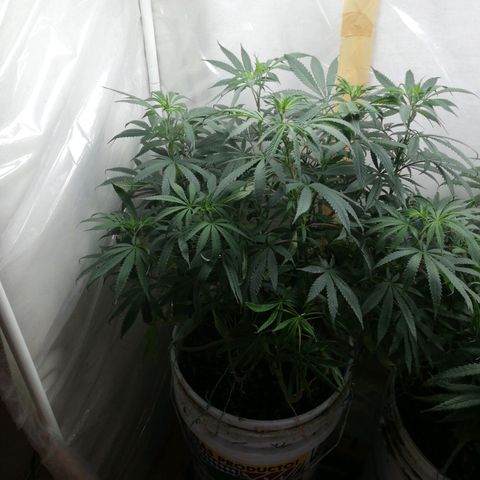 Mark 1 ( Bonsái Samurái )  growlog timeline photo