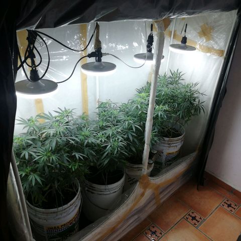 Mark 1 ( Bonsái Samurái )  growlog timeline photo