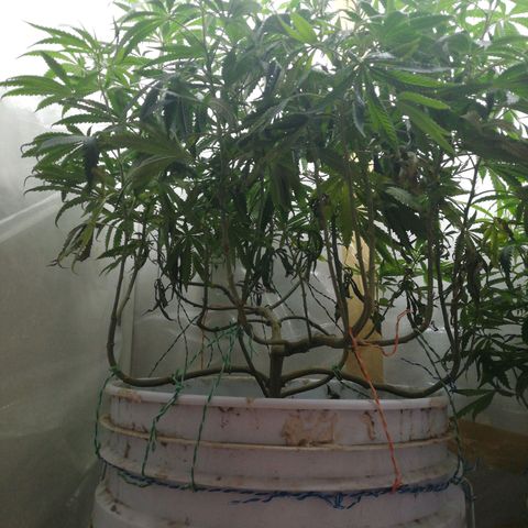 Mark 1 ( Bonsái Samurái )  growlog timeline photo