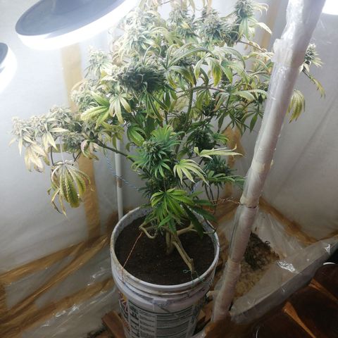 Mark 1 ( Bonsái Samurái )  growlog timeline photo