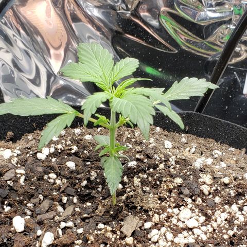 Grape Ape growlog photo: Early veg