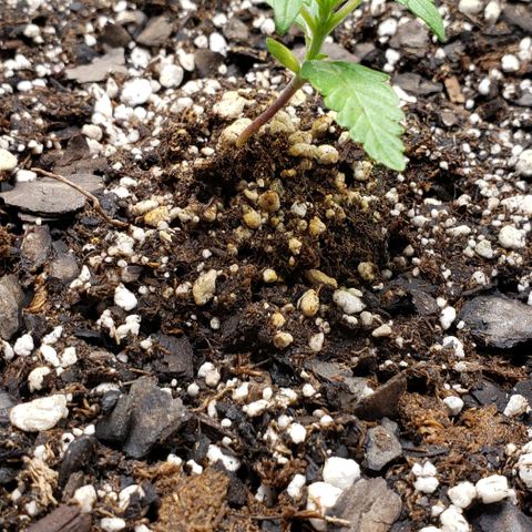 Grape Ape growlog photo: Early veg