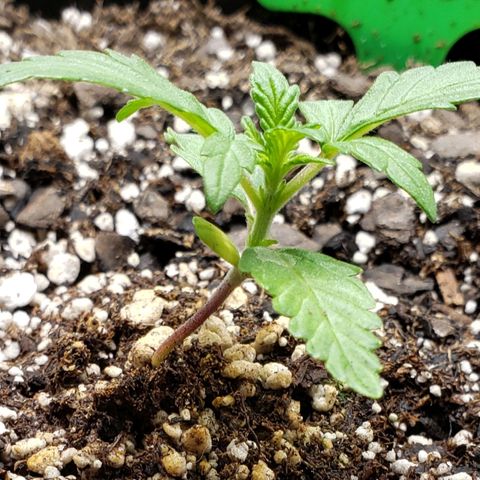 Grape Ape growlog photo: Early veg