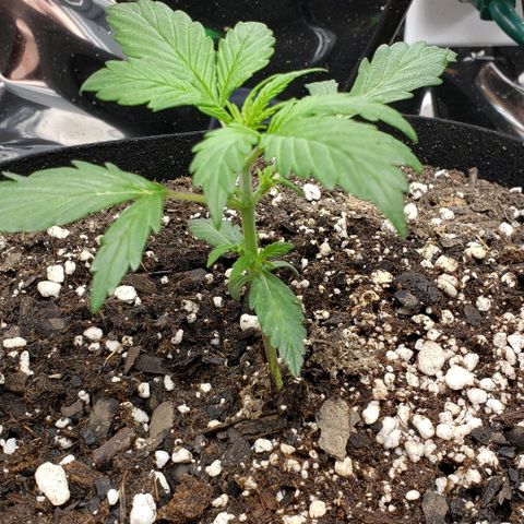 Grape Ape growlog photo: Early veg