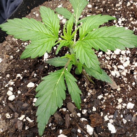 Grape Ape growlog photo: Early veg