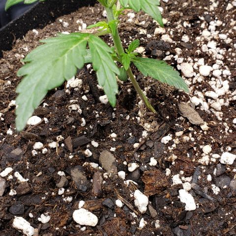 Grape Ape growlog photo: Early veg