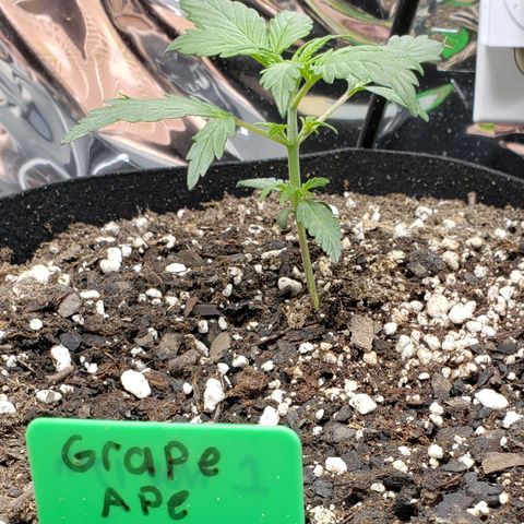 Grape Ape growlog photo: Early veg