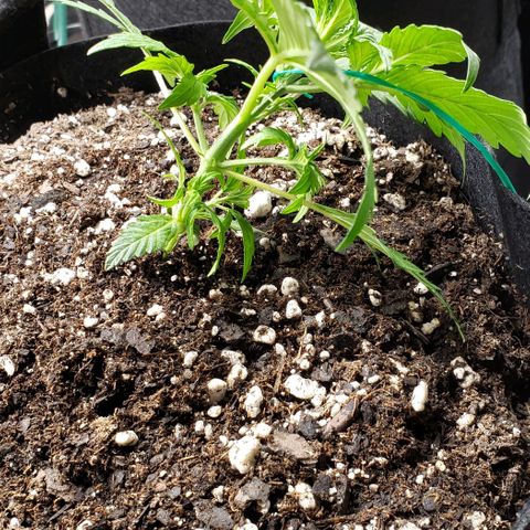 Grape Ape growlog photo: Still early