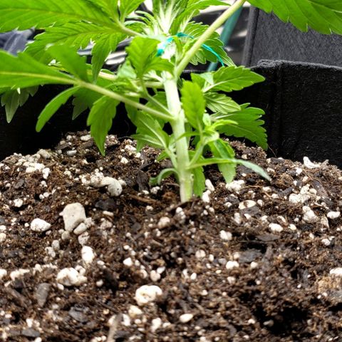 Grape Ape growlog photo: Still early