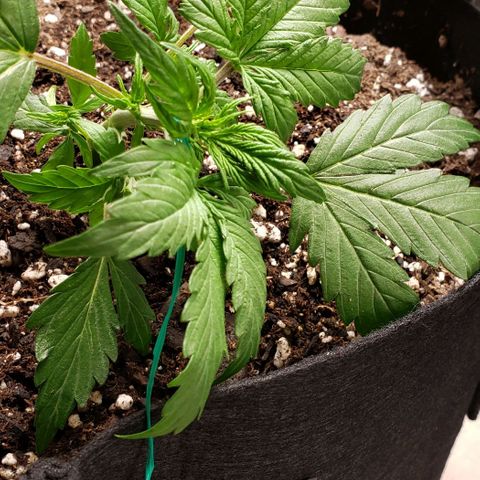 Grape Ape growlog photo: Still early