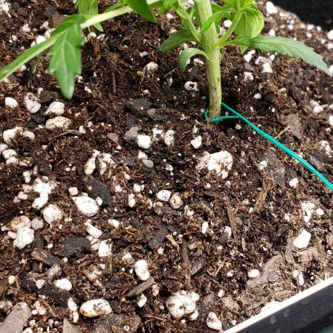 Grape Ape growlog photo: Still early