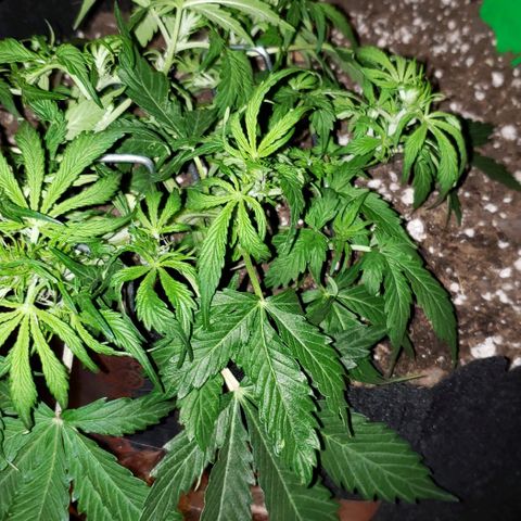 Grape Ape growlog timeline photo