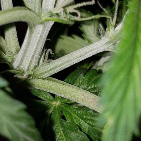 Grape Ape growlog timeline photo