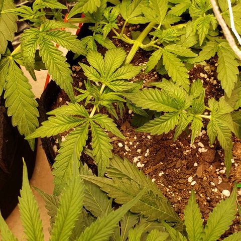 Grape Ape growlog timeline photo