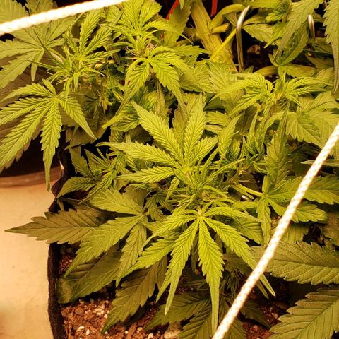 Grape Ape growlog timeline photo