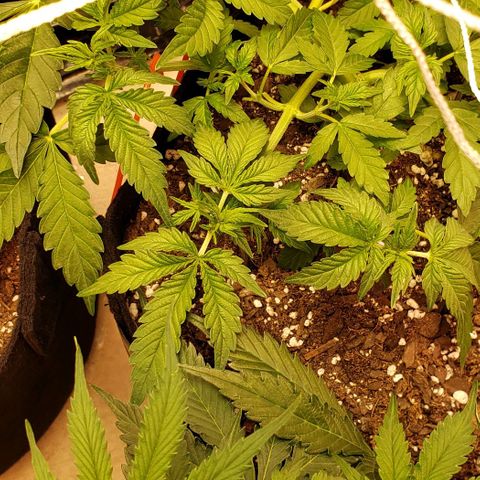 Grape Ape growlog timeline photo
