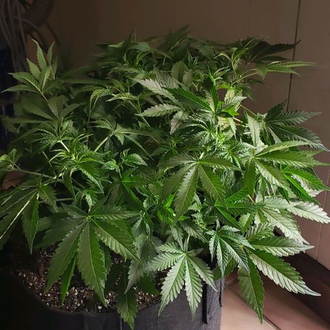 Grape Ape growlog photo: #2