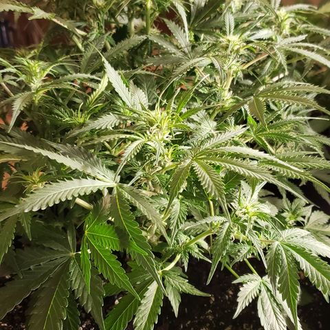 Grape Ape growlog timeline photo