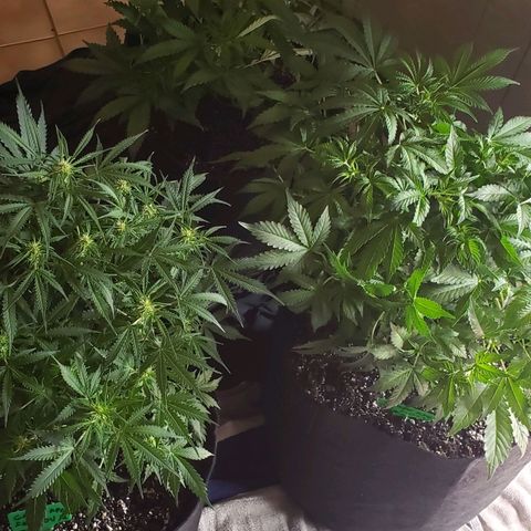 Grape Ape growlog timeline photo