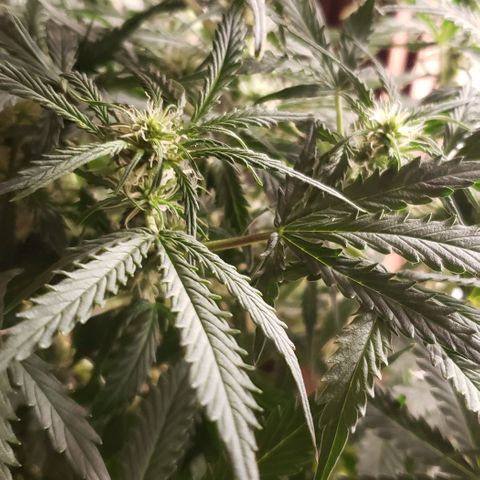 Grape Ape growlog timeline photo