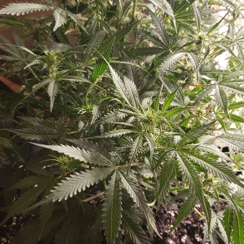 Grape Ape growlog timeline photo