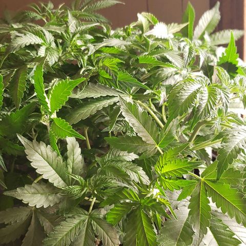 Grape Ape growlog timeline photo