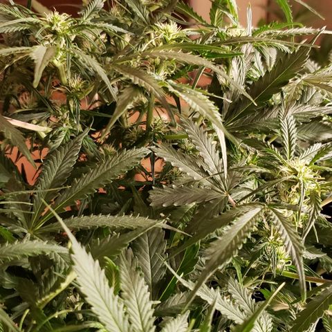 Grape Ape growlog timeline photo
