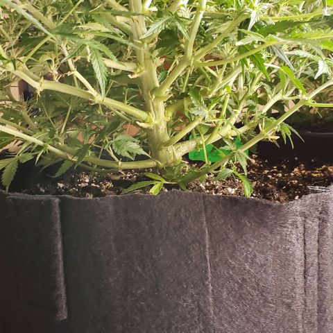 Grape Ape growlog timeline photo