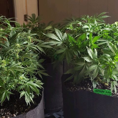 Grape Ape growlog timeline photo
