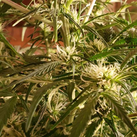 Grape Ape growlog timeline photo