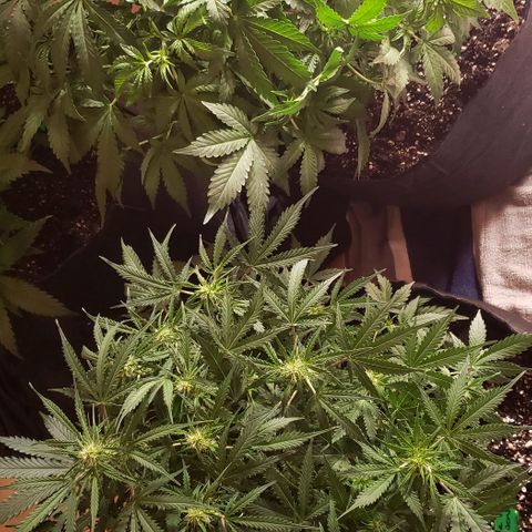 Grape Ape growlog timeline photo