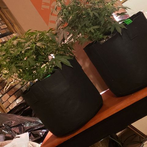 Grape Ape growlog timeline photo