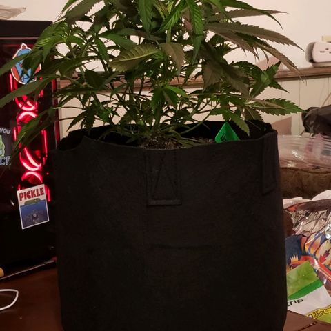 Grape Ape growlog timeline photo