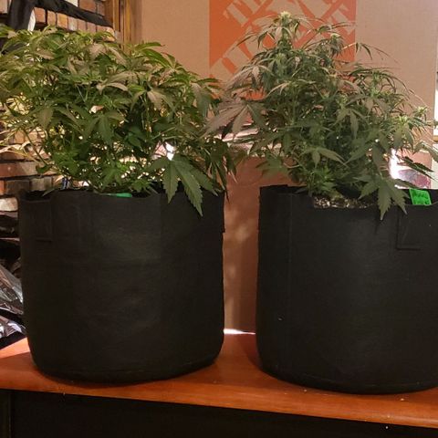 Grape Ape growlog timeline photo
