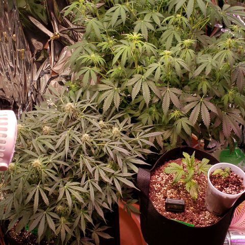 Grape Ape growlog timeline photo