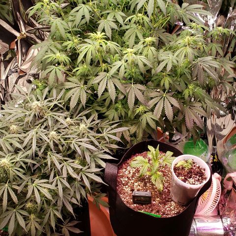 Grape Ape growlog timeline photo