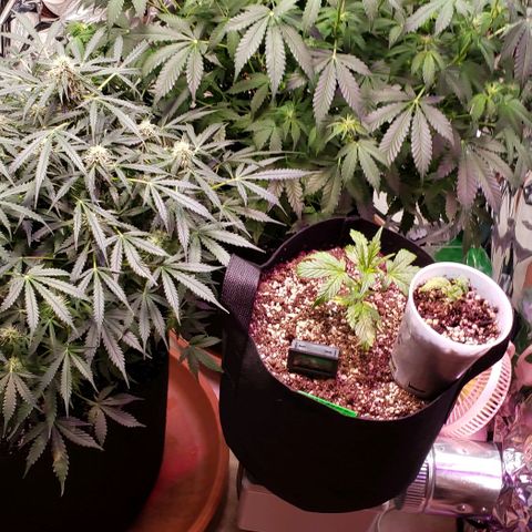 Grape Ape growlog timeline photo