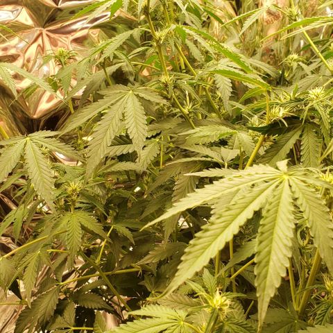 Grape Ape growlog photo: #2