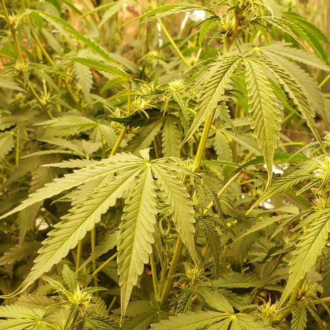 Grape Ape growlog photo: #2