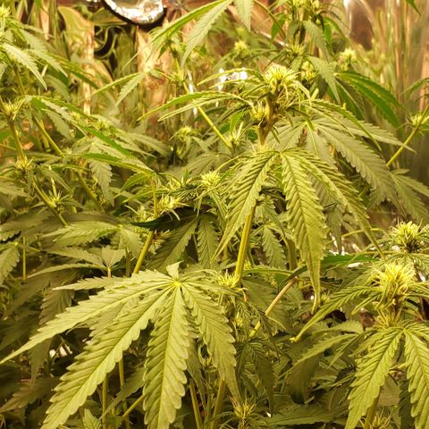 Grape Ape growlog photo: #2