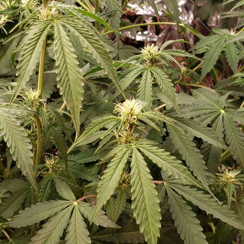 Grape Ape growlog photo: #2