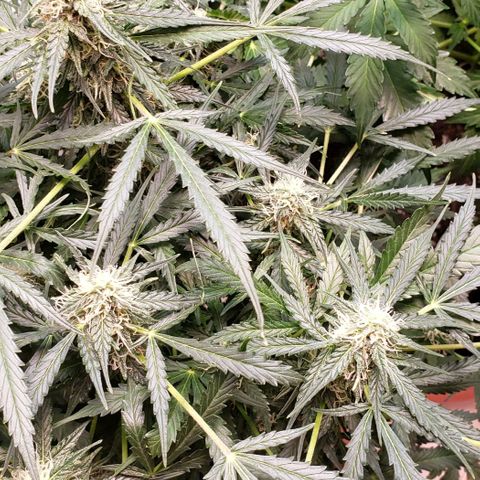 Grape Ape growlog photo: #1