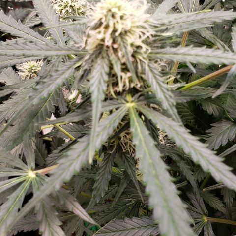 Grape Ape growlog photo: #1
