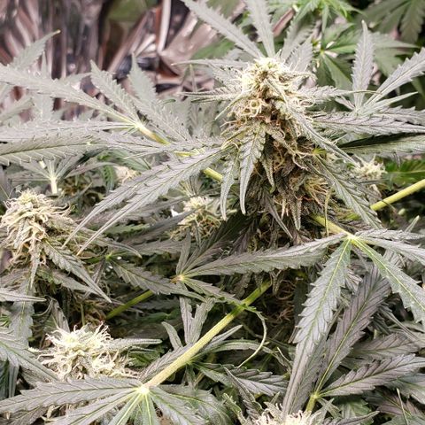 Grape Ape growlog photo: #1