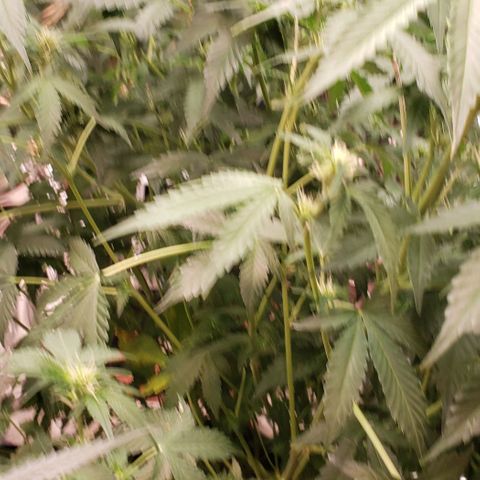 Grape Ape growlog photo: #1