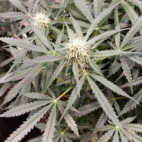 Grape Ape growlog photo: #1