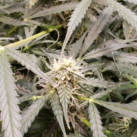 Grape Ape growlog photo: #1