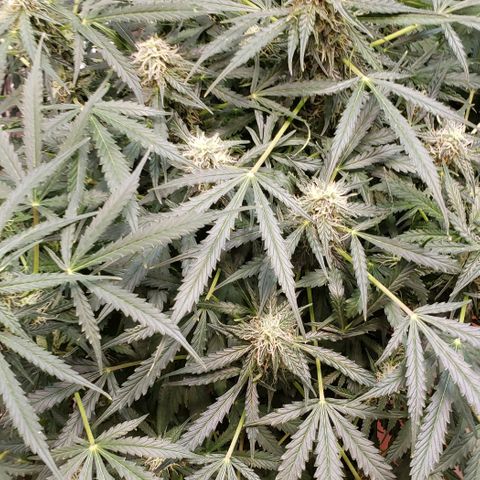 Grape Ape growlog photo: #1