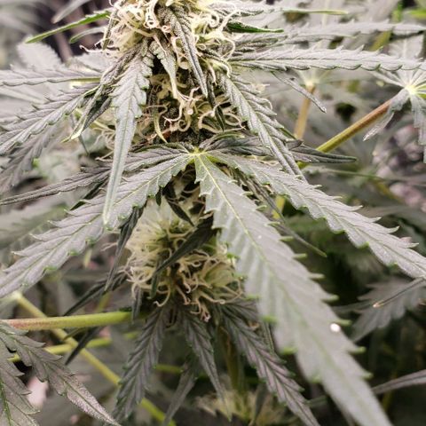Grape Ape growlog photo: #1