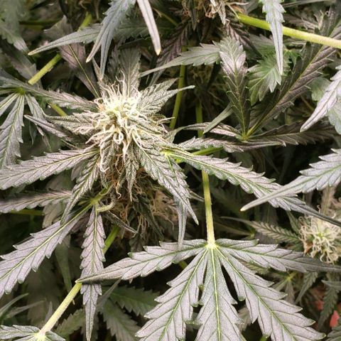 Grape Ape growlog photo: #1
